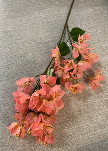 Pink bougainvillea flower