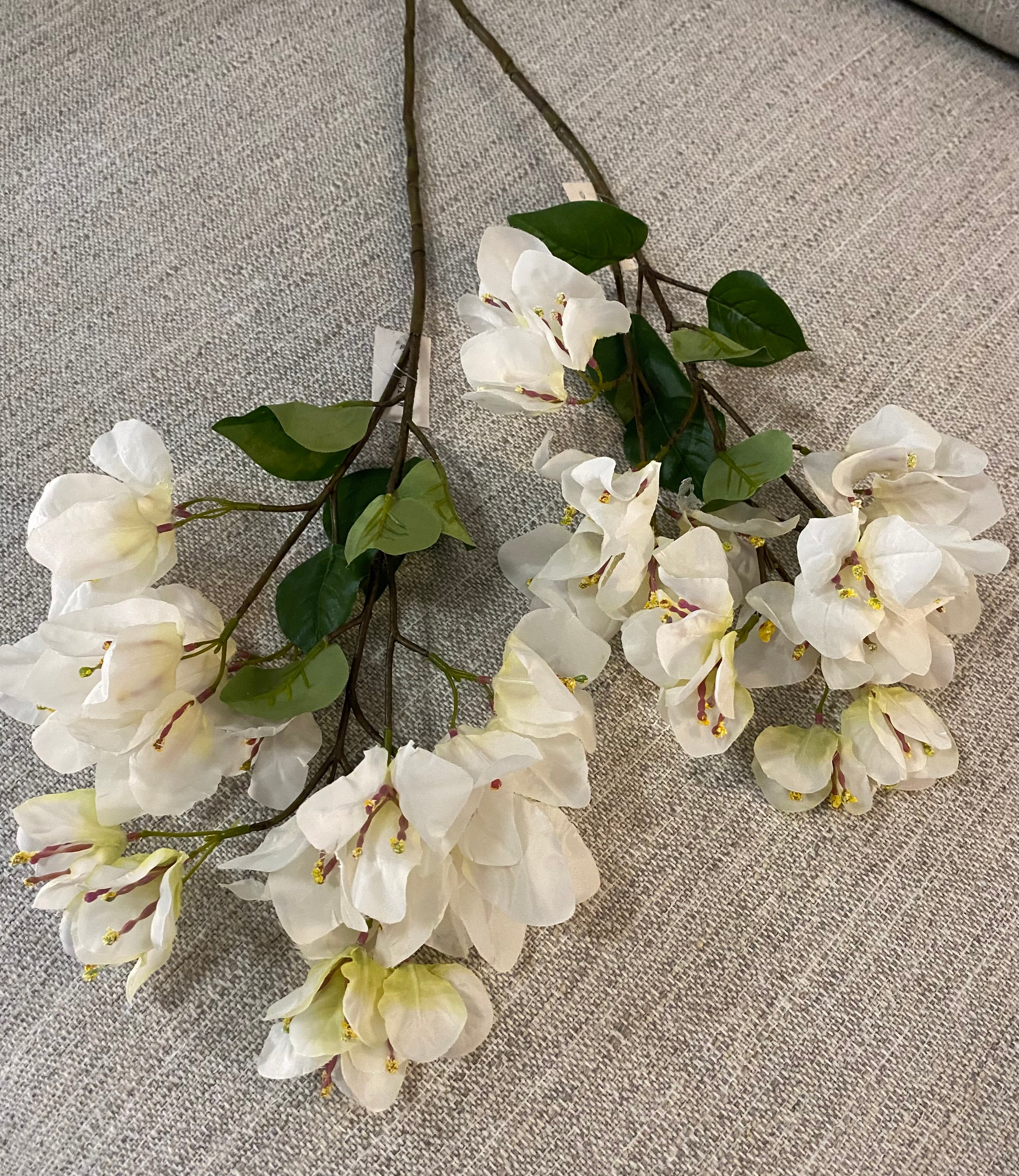 White bougainvillea flower