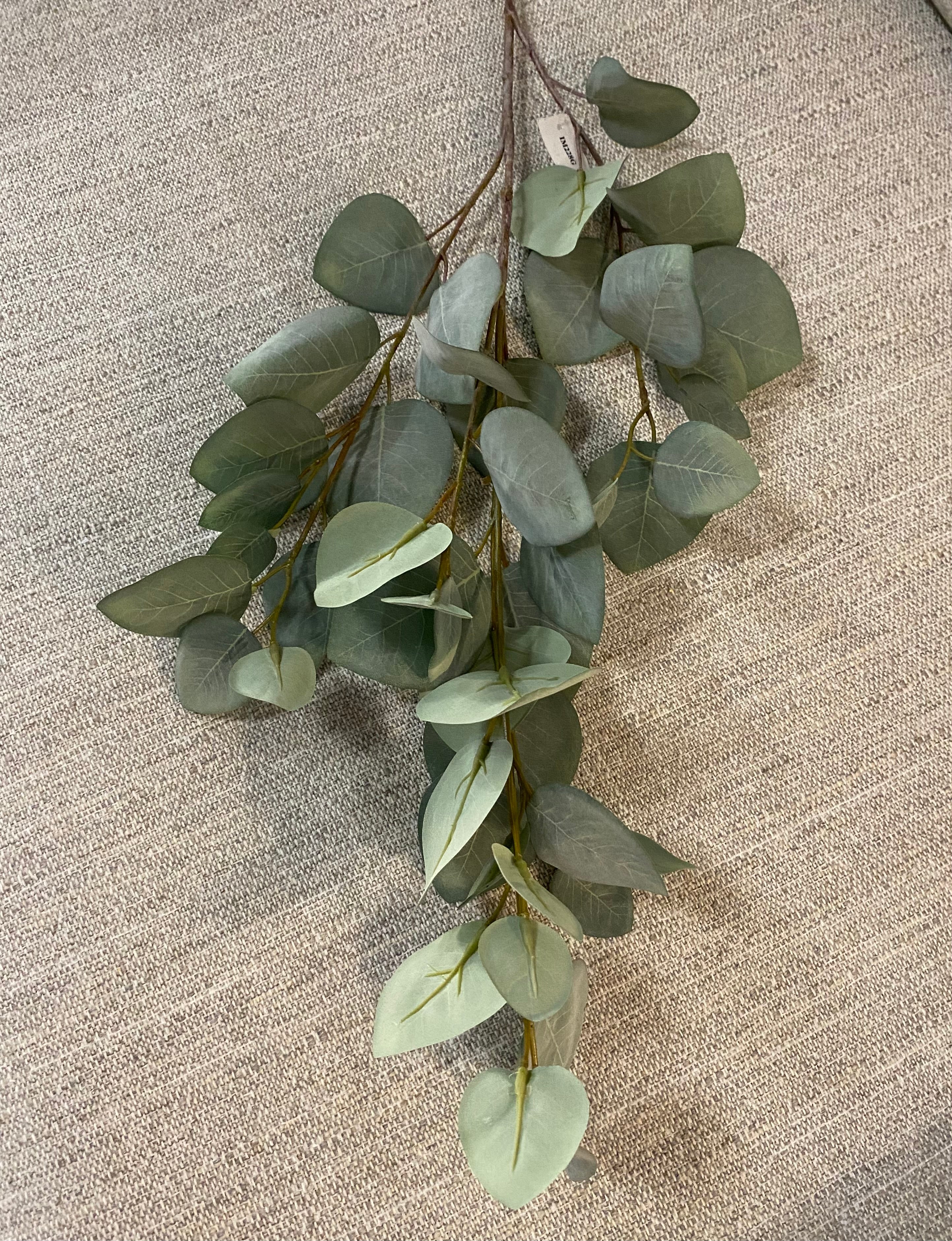 Eucalyptus grey-green