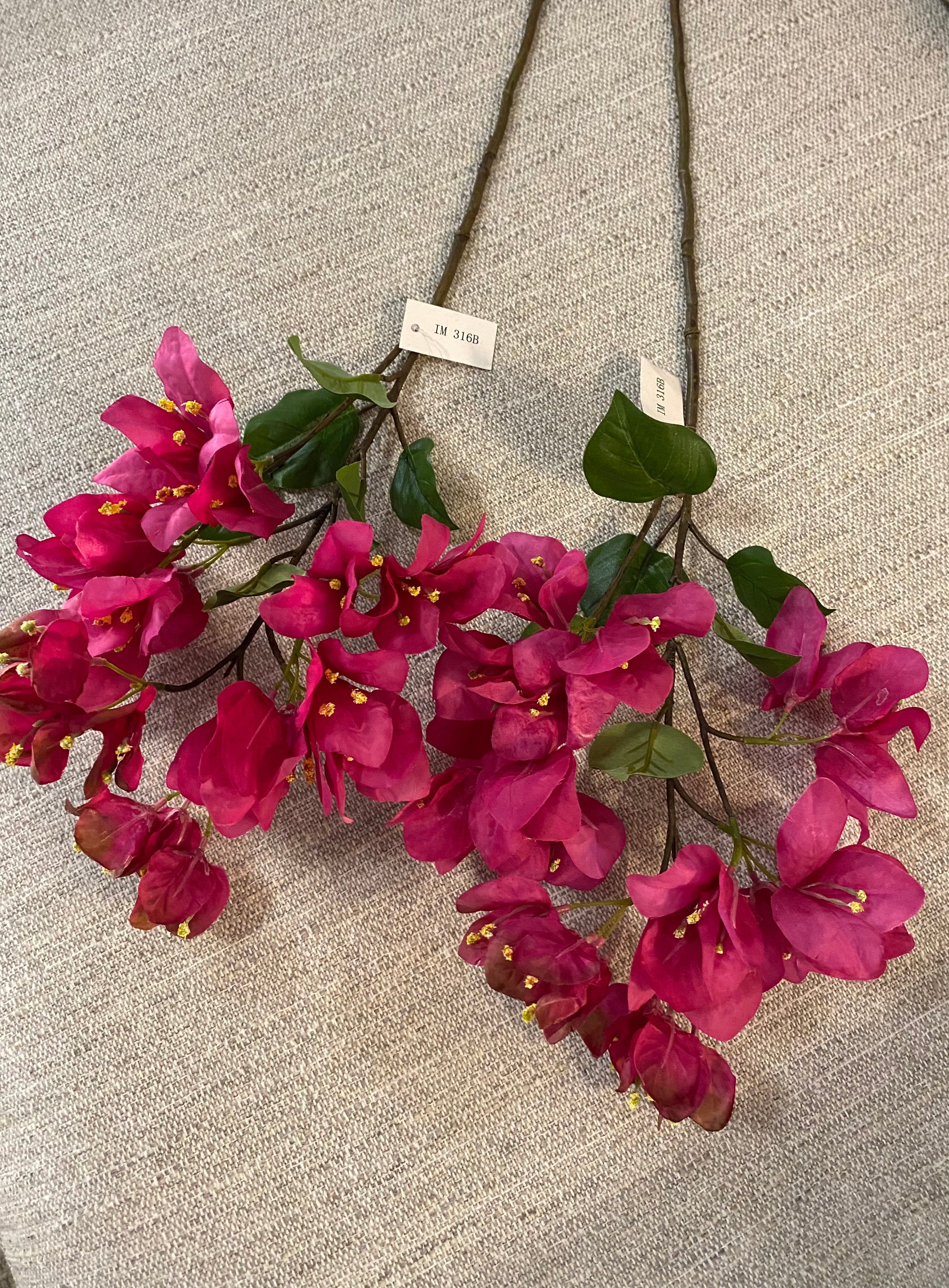 Beauty pink bougainvillea flower