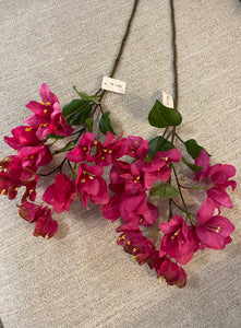Beauty pink bougainvillea flower