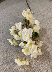 Cherry blossom white flower