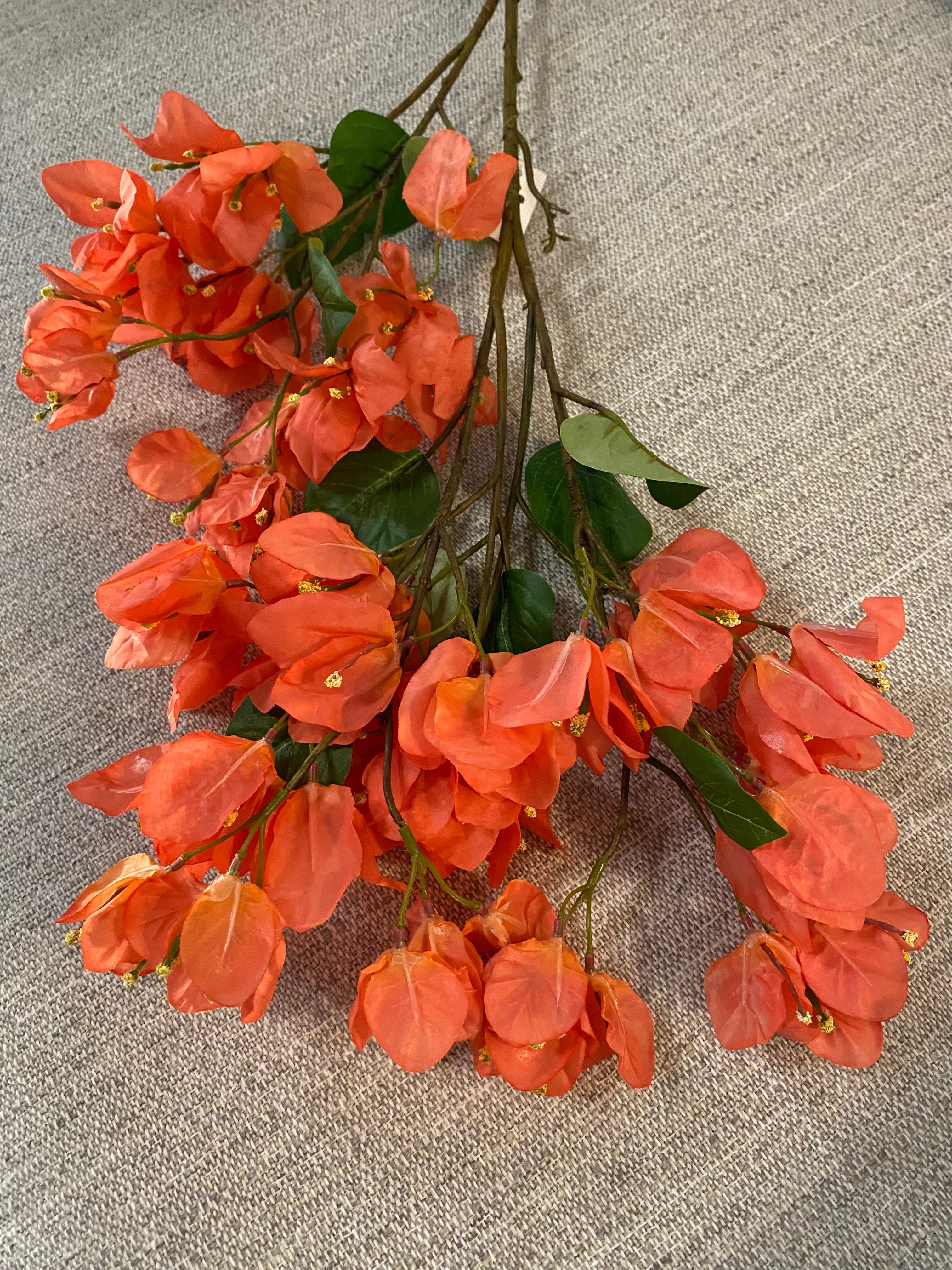 Coral bougainvillea flower